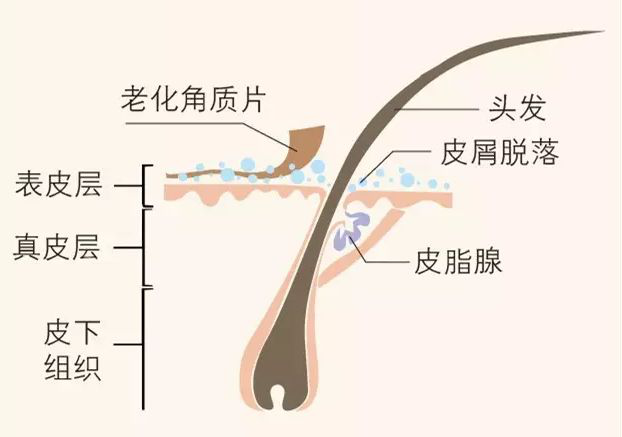 烫发后头发应该怎么护理？丝客富告诉你！